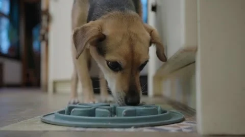Small pet dog eagerly eats her breakfast from a plate on the floor Stock Footage 331885349