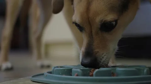 Small pet dog eagerly eats her breakfast from a plate on the floor Stock Footage 340912022