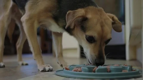 Small pet dog eagerly eats her breakfast from a plate on the floor Stock Footage 340912023