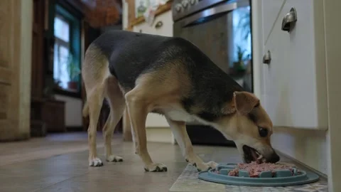 Small pet dog eagerly eats her breakfast from a plate on the floor Stock Footage 340912028