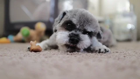 A small pet dog eats treats at home 스톡 동영상 93570783