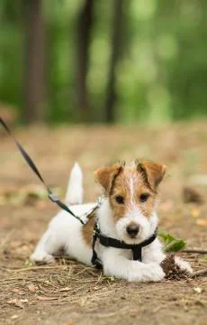 A small pet foxterrier Stock Photos