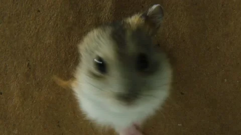 A small pet hamster barely climbs out of a cardboard box through a hole. 스톡 동영상 237589103