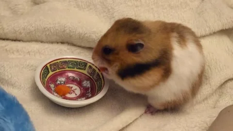 Small pet hamster eating a mini dinner from a miniature bowl Stock Footage 261772292