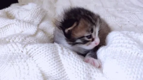 A small pet is lying on a blanket. Stock Footage 155190602