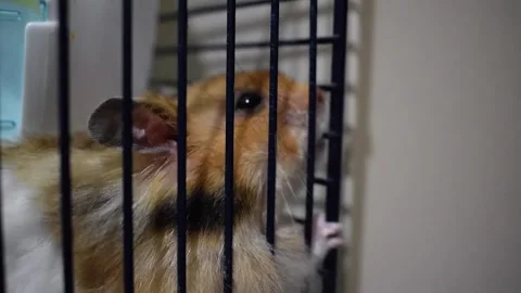 Small pet Syrian Hamster chewing cage bars Stock Footage 245381630