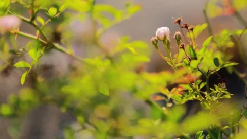 Small petal rose be blown by the wind at the garden Stock Footage 280105674