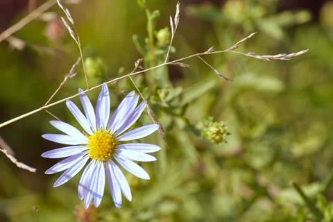 Small-petaled (Erigeron). Delicate light blue wildflower with yellow core Stock Photos