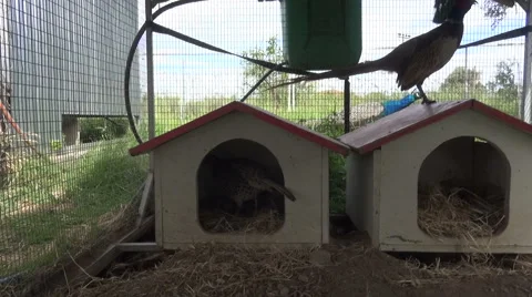 A small Pheasant walking in its cage Stock Footage 59104754