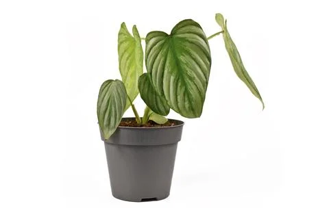 Small Philodendron Mamei Silver Cloud houseplant with with silver pattern in Stock Photos