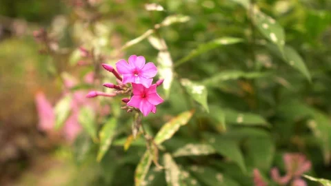 Small Phlox Flowers Blooming Stock Footage 114666148