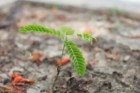 Small phoenix tree in the garden Stock Photos