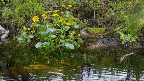 A small picturesque stream i Stock Footage 328476334