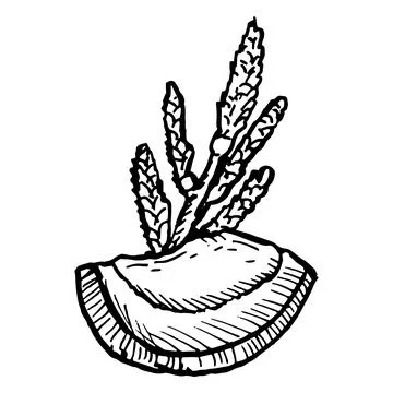 Small piece of coconut with flowers of coco palm. Hand drawn vector vintage.. Stock Illustration