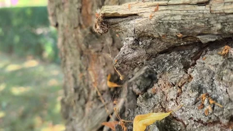 Small piece of dry organic matter swaying on a web on tree bark Stock Footage 342059580