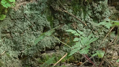 A small piece of land in the forest overgrown with moss. Video stock 105070617