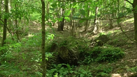A small piece of land in the forest overgrown with moss. Video stock 105070869