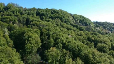 Small piece of path inside dense forest Stock Footage 88818581