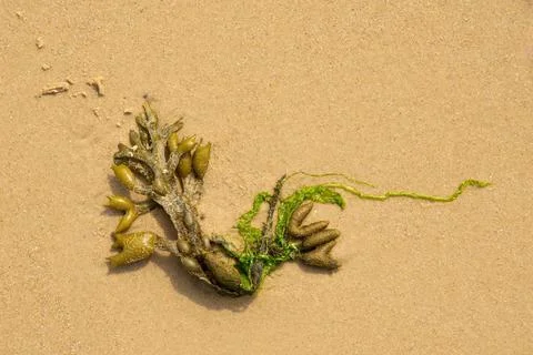 Small piece of seaweed Stock Photos