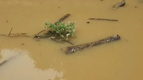 Small piece of wood floating on the surface of the Kapuas River, West borneo 库存影片 347484548
