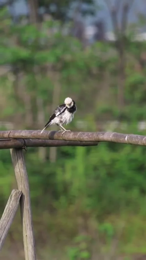A small pied wagtail bird perched on a wooden fence in a natural setting 库存影片 334635559