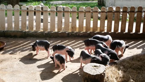 Small pig with black spots Feeding in pig farm Stock Footage 100574752