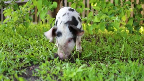 Small pig with black spots on a walk on the green grass, digs into the ground Stock Footage 149519871
