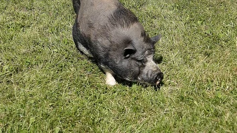 Small pig eating grass. Video stock 98117201