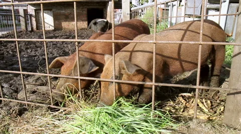Small pig family eats. Stock Footage 42595631