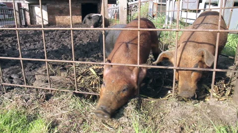 Small pig family eats. Stock Footage 42598420