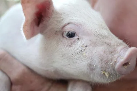 Small pig in the hands Foto stock