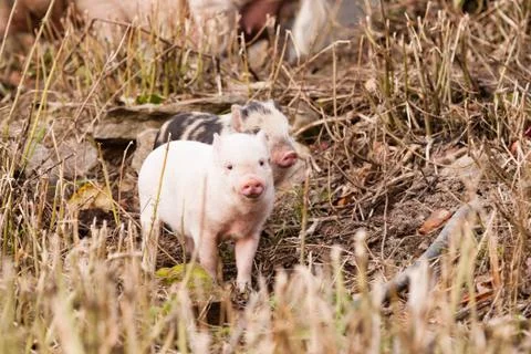 Small pig Stock Photos