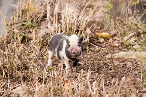 Small pig Stock Photos
