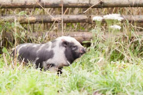 Small pig Foto stock