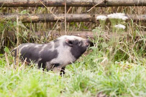 Small pig Foto stock