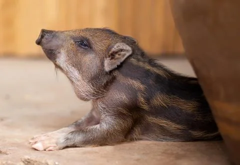 Small pig Stock Photos