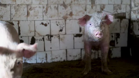 Small pig stands in muddy, tiled animal pen Stock Footage 340506159