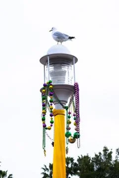 Small pigeon perched on a pole in Long Beach, California Фото