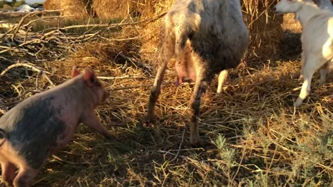 A small piglet drinks milk from the udder of a goat. Stock-Footage 139306041
