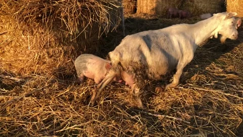 A small piglet drinks milk from the udder of a goat. Stock-Footage 139306500