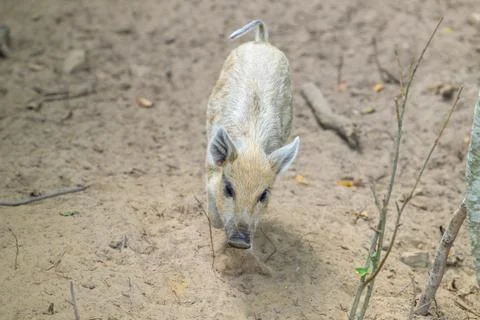 Small piglet explores sandy earth. Tiny ears perk upward. Curious nose sniffs Stock Photos