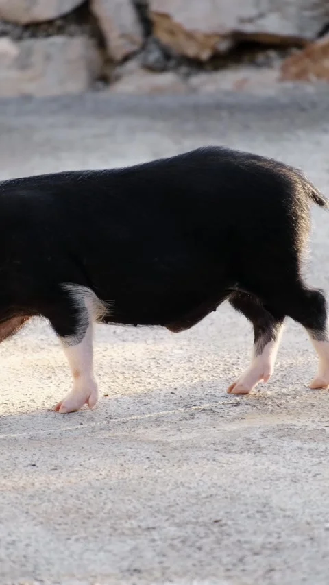 Small piglet walking inside an enclosure and sniffing a large sleeping pig on Stock Footage 327537874