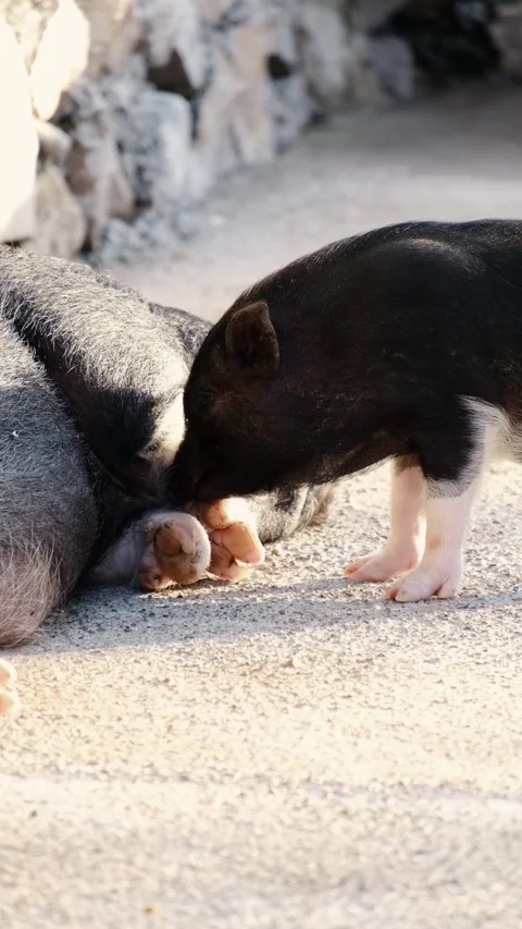 Small piglet walking inside an enclosure and sniffing a large sleeping pig on Stock Footage 327538001
