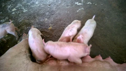 Small piglets eat drink milk from the mother and sleep on the farm. Mammal. Stock Footage 152751029