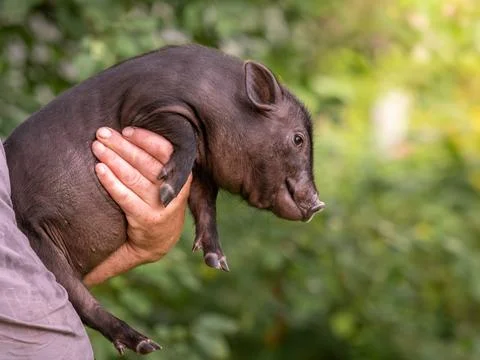 Small piglets mini-pigs in the hands of the owner. Colorful piglets Stock Photos
