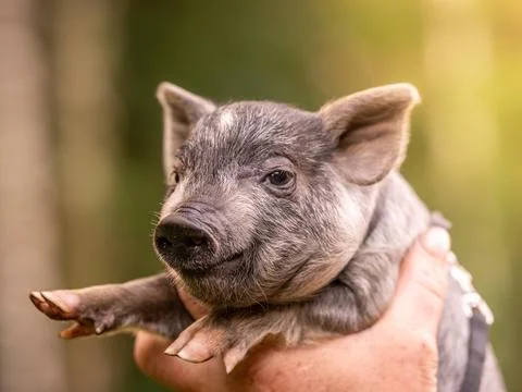 Small piglets mini-pigs in the hands of the owner. Colorful piglets Stock Photos