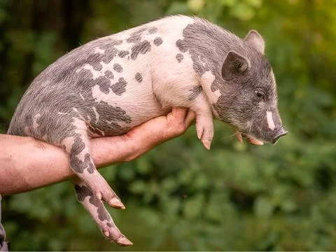 Small piglets mini-pigs in the hands of the owner. Colorful piglets Foto stock