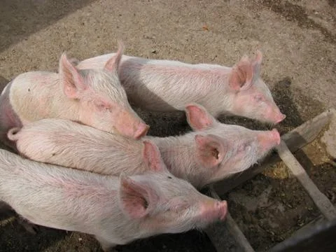 Small piglets Stock Photos