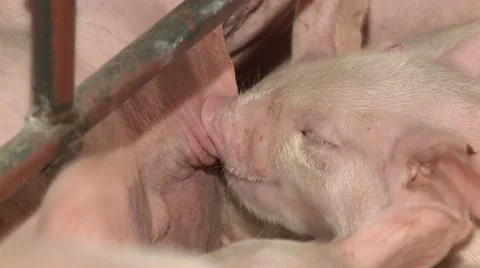Small pigs drinking a milk 库存影片 40051306