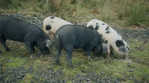 Small pigs eating Stock Footage 203904297